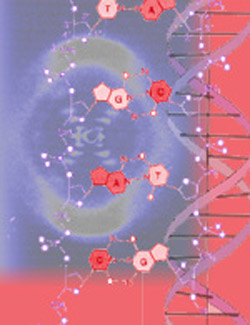 The DNA molecule is shaped like a twisted ladder.