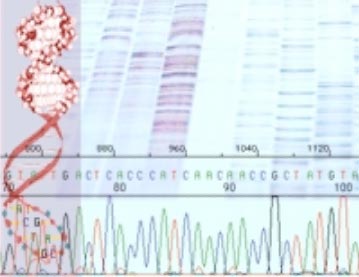 A gene is a discrete sequence of DNA nucleotides.