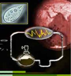 RNA was the first genetic molecule.