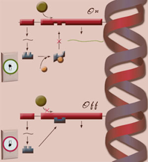 Genes can be turned on and off.